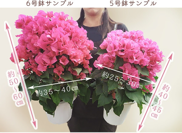ブーゲンビリア専門の生産販売 石井園芸 種類