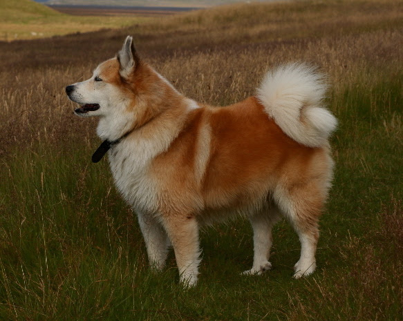 File:Ulfur.jpg