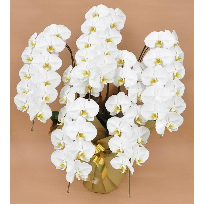 胡蝶蘭大輪 胡蝶蘭大輪 胡蝶蘭生花 5 55 ギフトフラワー胡蝶蘭専門店 送料無料 鉢花開店祝いお祝い 胡蝶蘭 開店祝い 胡蝶蘭 胡蝶蘭 ラ胡蝶蘭 5本立ち 胡蝶蘭 コチョウラン 胡蝶蘭大輪5本立ち