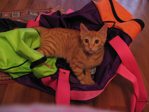 Gigi nella borsa di Cinzia