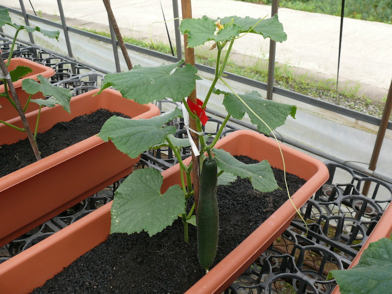 定番プランターでキュウリ苗１つを栽培 十時花園 食卓菜園を提案