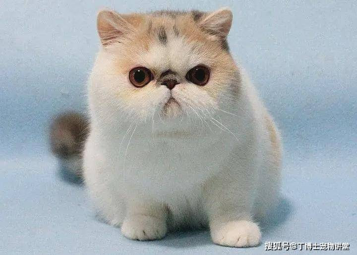 异国短毛猫（加菲猫）的常见饲养问题和管理注意事项_护理