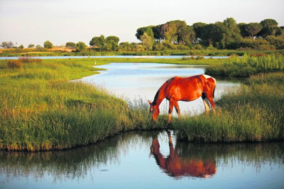 Marismas de Doñana en Almonte, Huelva. 