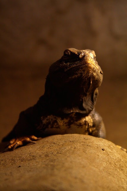 african lizard, oregon zoo