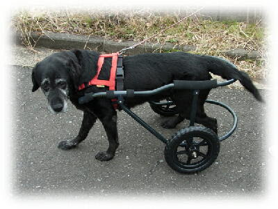 ワンコのための車椅子 犬の車椅子 ワンコのための車椅子