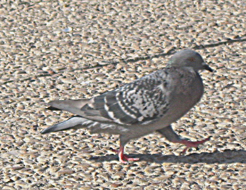 28-11-2008-pigeonwalkon