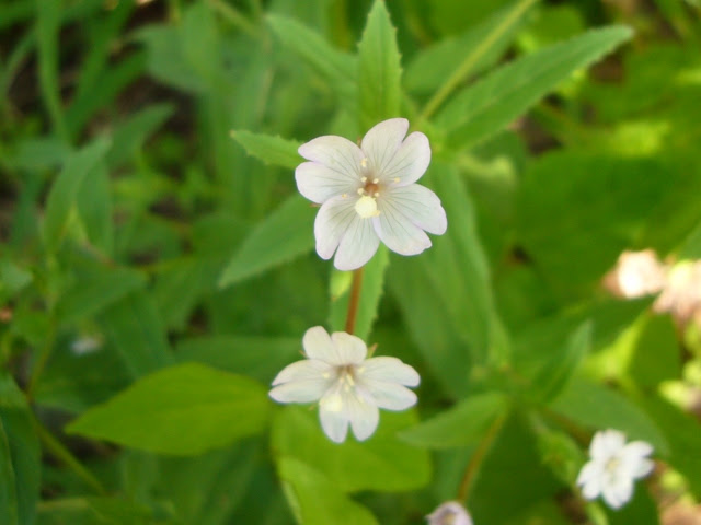 From Mt Zao 山野草 高山植物
