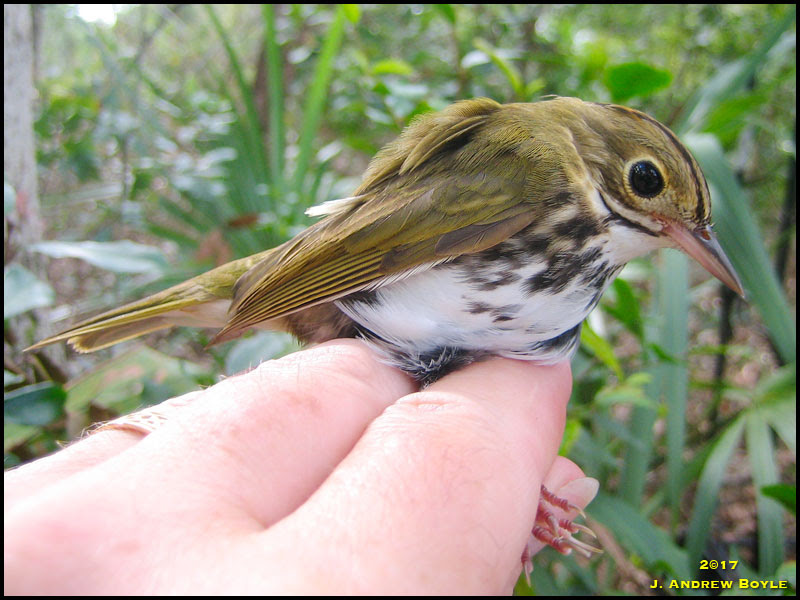 Ovenbird Ovenbird