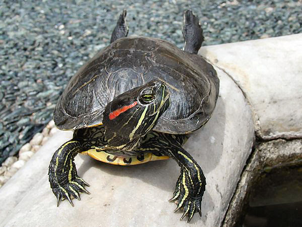 File:Tortoise1 cepolina.jpg