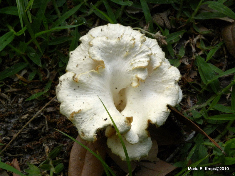 Fungus