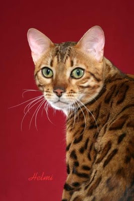 Bengal cat