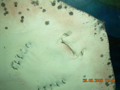 Stingrays by rizauddin