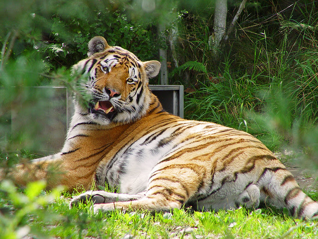 Tiger of Zürich zoo | Handsome, isn't he? | By: Tambako ...