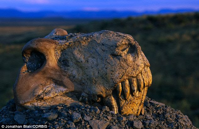 The Permian extinction, which occurred around 250 million years ago, was one of the biggest catastrophes that caused a majority of the land and aquatic species to become extinct. Pictured is the fossil skull of Dinogorgon Rubidgei, which did not survive the Permian extinction