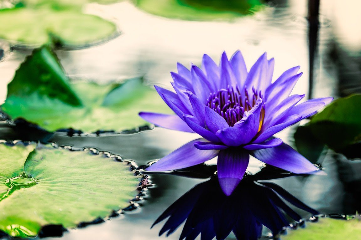 45 Pretty Flowers in the World with the Names and Pictures 