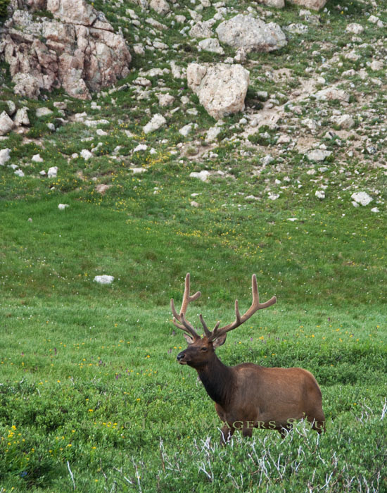 Proud Elk