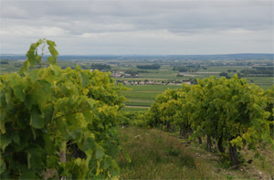 Cognac Vineyards - Fins Bois