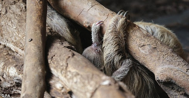 Peeking through: The newborn sloth peers out from between the branches in his enclosure. Keepers do not yet know if the animal is male or female
