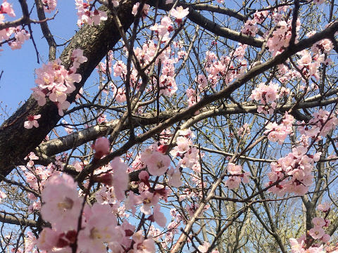 日本全国で見られる桜 ソメイヨシノ 実は全て人間が接ぎ木で増やしたクローンです Buzzap