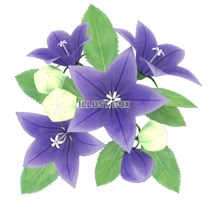 秋の花のイラストまとめ イラスト系まとめ 無料イラスト 素材ラボ 素材ラボ
