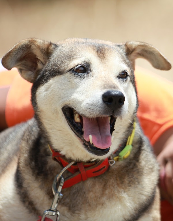 学校の癒し犬 ばなな の訃報