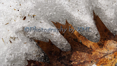 an oak leaf melting into the winter snow 