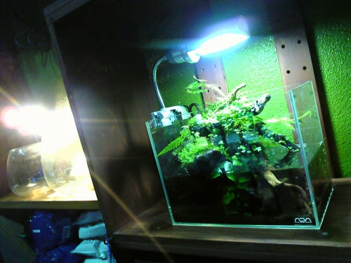 小型水槽でもアクアテラリウム Aquaterrarium Plantston 楽天ブログ