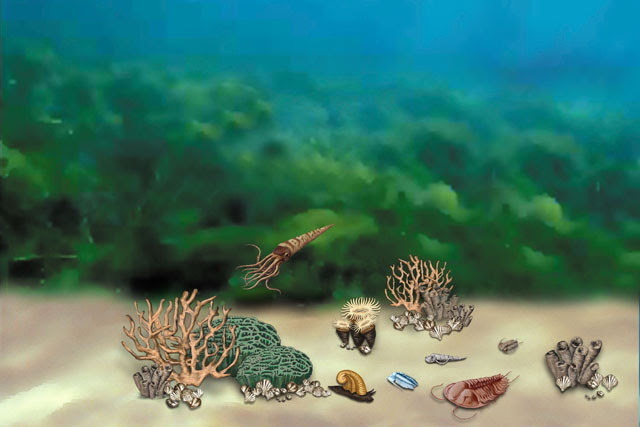Ocean Life Diversifies