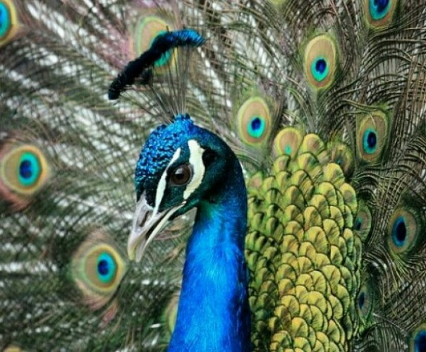 BBKSDA Riau Amankan Tujuh Ekor Burung Merak  Asal Malaysia  BBKSDA Riau Amankan Tujuh Ekor Burung Merak  Asal Malaysia