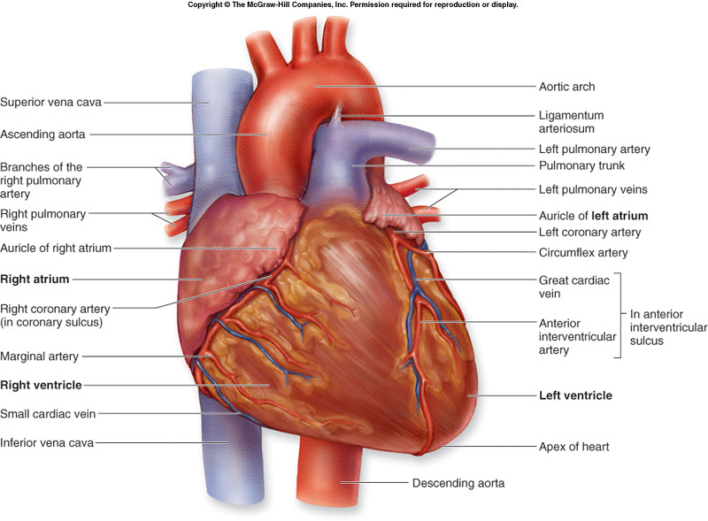 external structure of heart - Clip Art Library