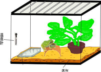 カエルの飼い方