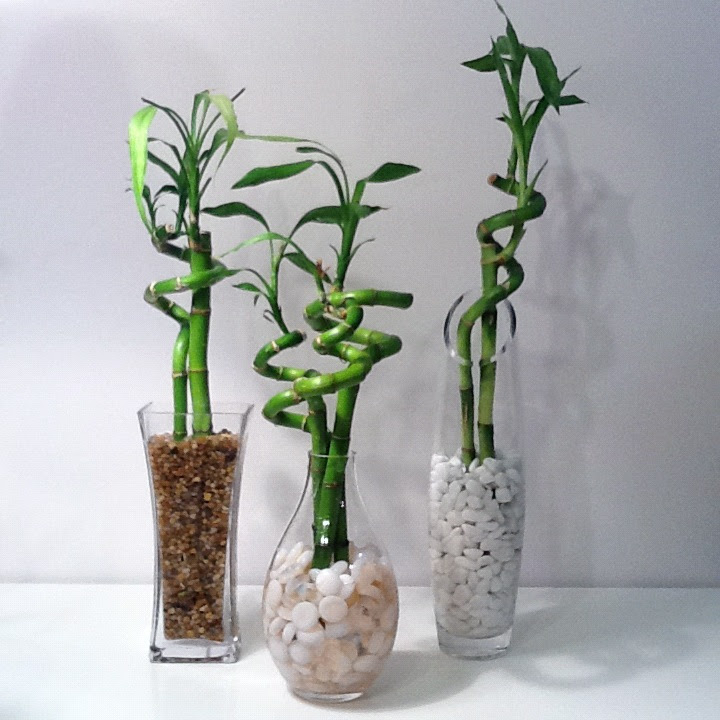 planter une tige de bambou planter une tige de bambou