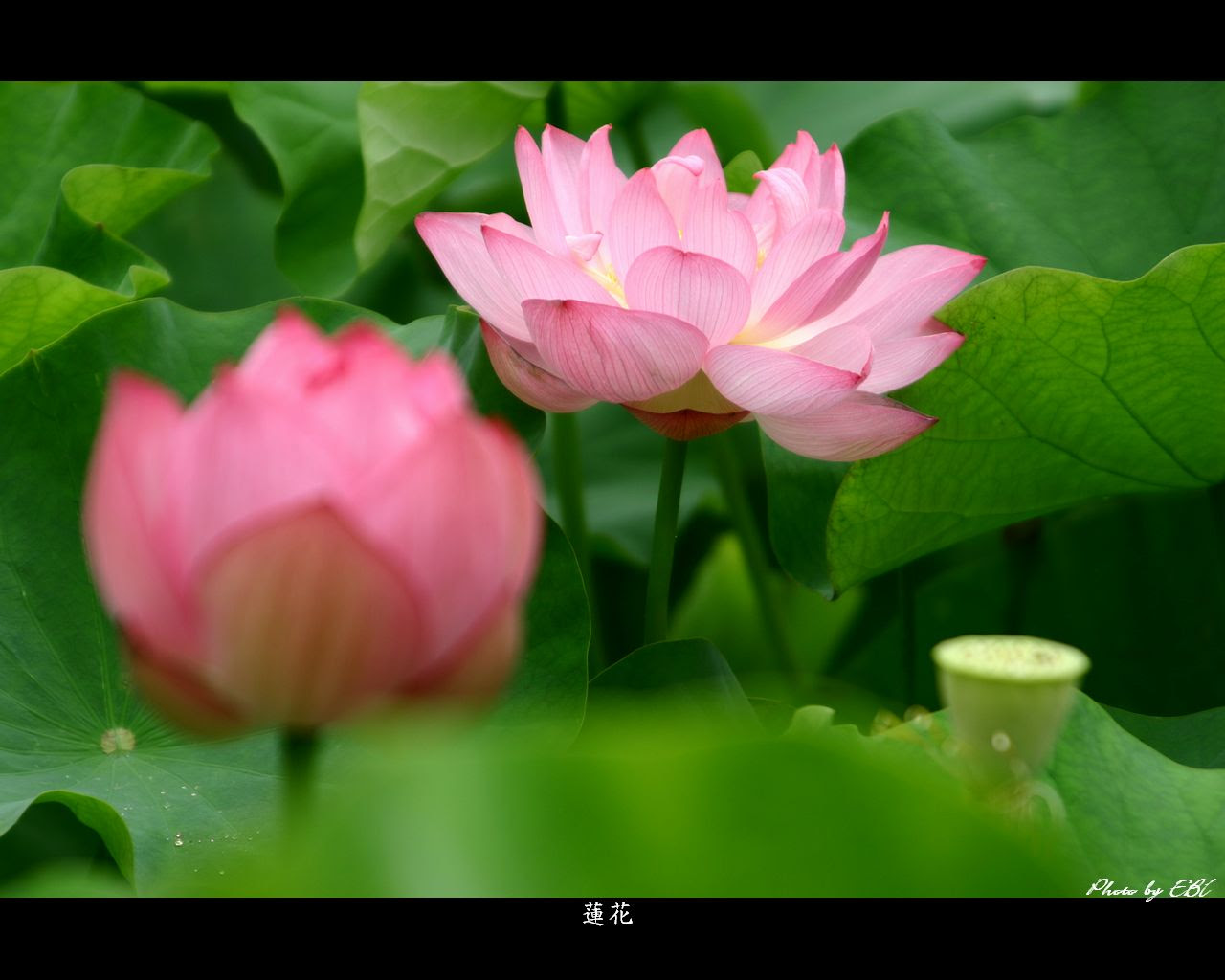 蓮花 高画質 1280 1024 デスクトップ無料壁紙