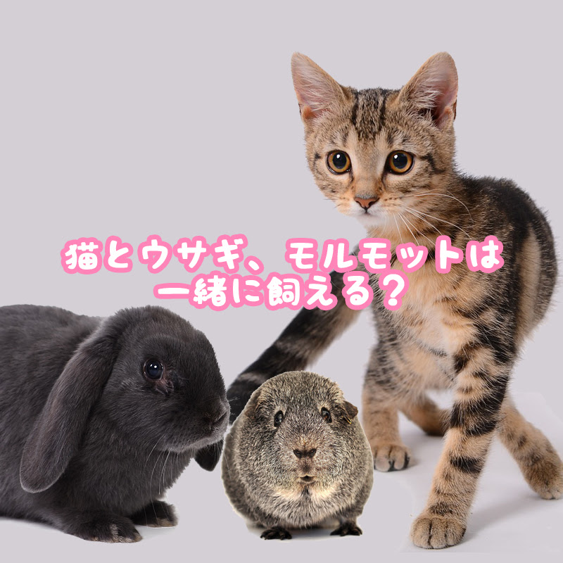 猫とウサギ モルモットは一緒に飼える 猫の総合情報サイト ペットスマイルニュースforネコちゃん