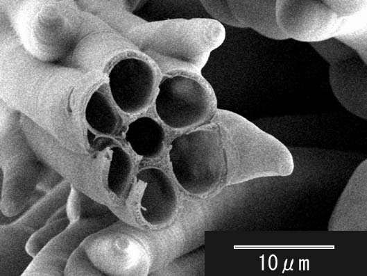 文ちゃんのタイニーカフェテラス タンポポのタネ 走査電子顕微鏡 Sem