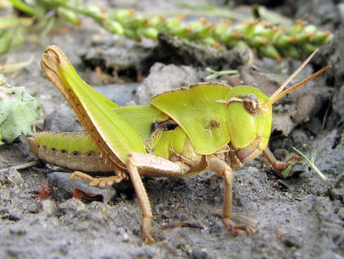 バッタの幼虫 ぁぃの飼育ブログ