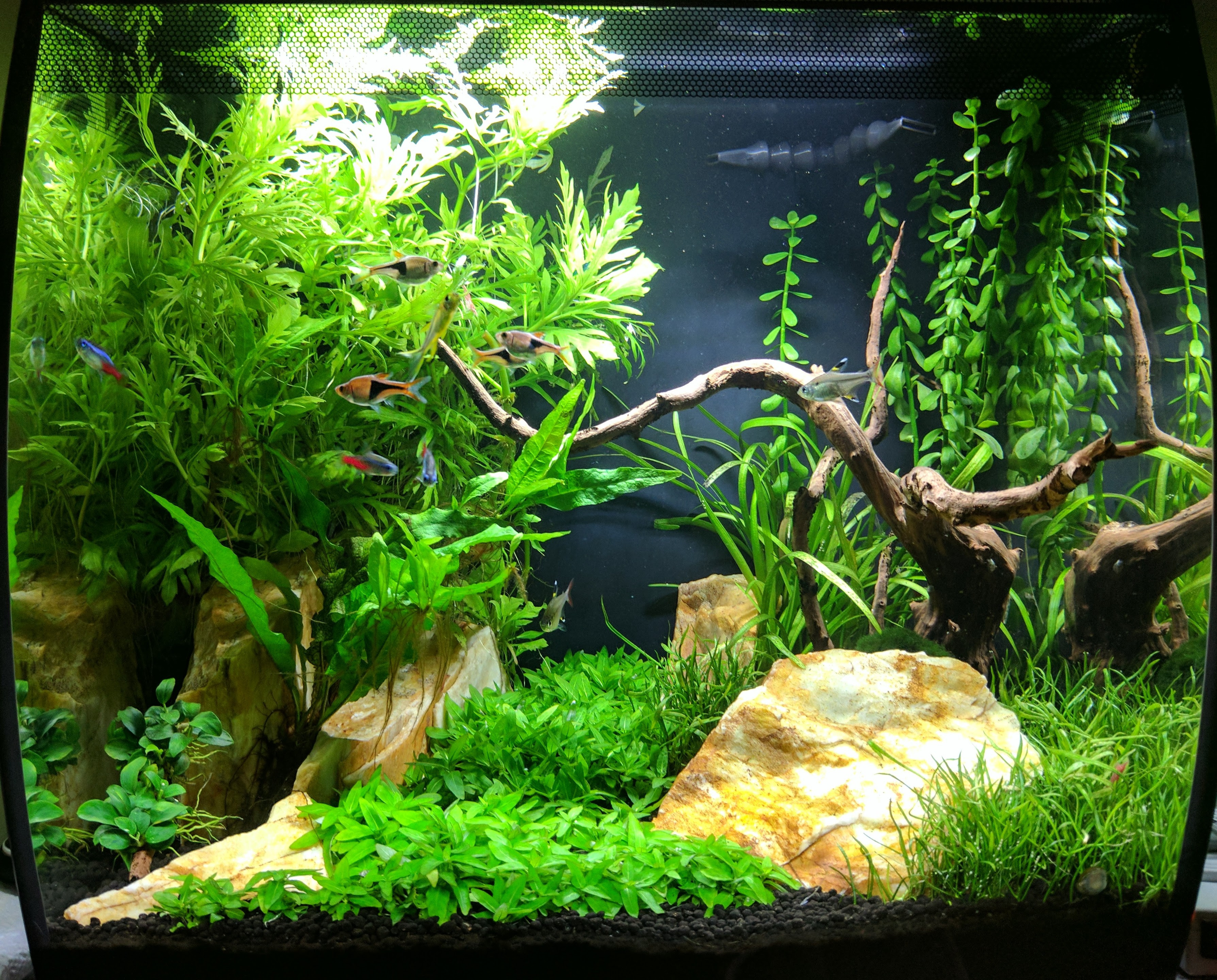 40 Koleksi Aquascape Cryptocoryne HD Terbaik