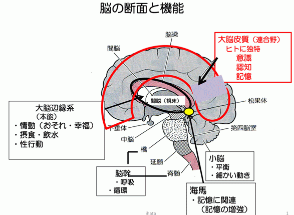 人の脳の不思議 人の脳の構造と機能その2 私たちの身体の不思議 秦順一の中学生の知識でわかる 私たちの身体の不思議