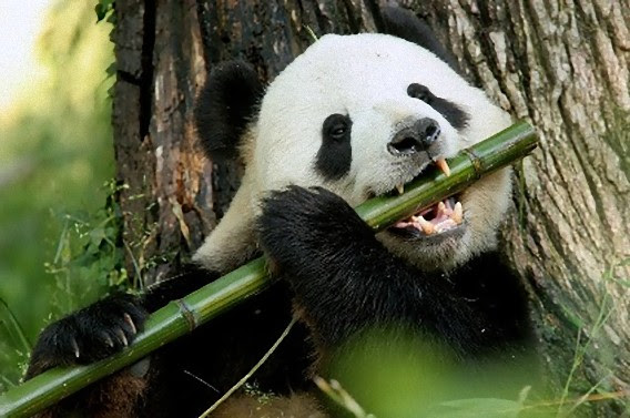 画像 パンダ 無理して笹食ってる ホントに笹食ってる場合じゃ