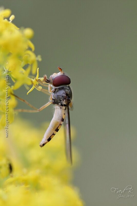 Episyrphus balteatus