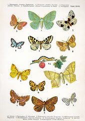 European butterfly