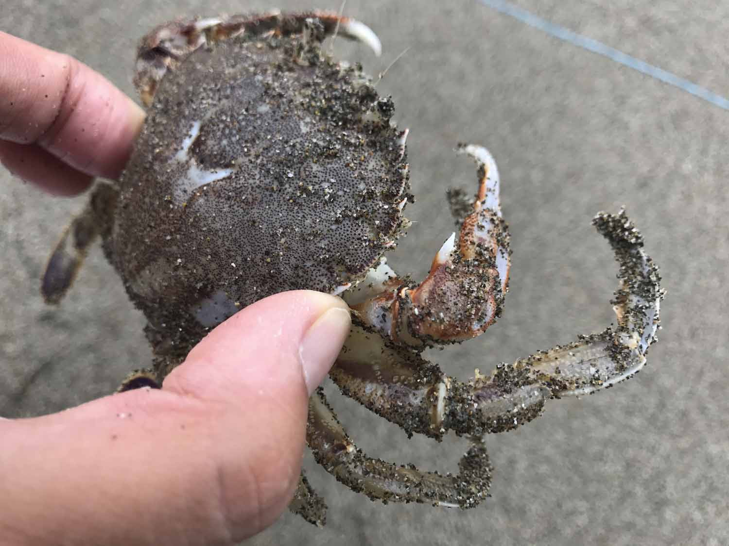 九十九里浜でカニ網でカニをとって食う 4re C