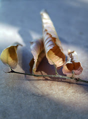 four dead leaves
