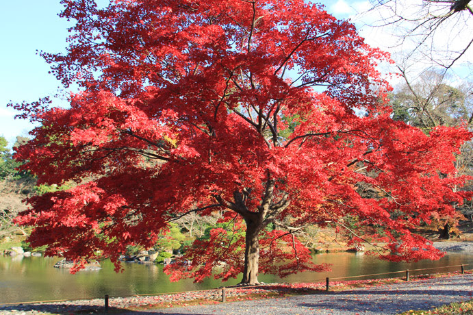 仙洞御所 ４ 真っ赤な紅葉の木 京都を歩くアルバム