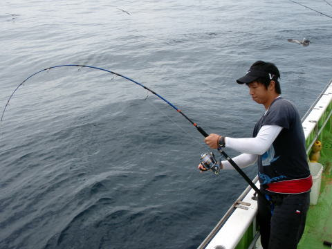 相模湾のキハダは カツオと混成することも多いですが