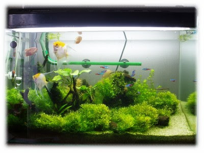 ハサウェイの水草水槽への道 定例換水 ディフューザーの位置