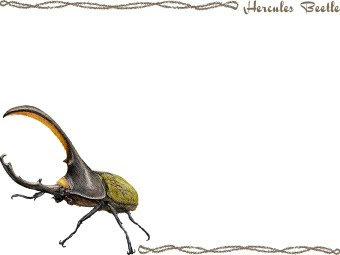 スマホ用ページ ヘラクレス オオカブト カブトムシのポストカード用イラスト 条件付フリー素材集
