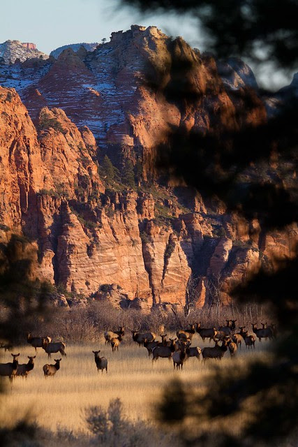 Elk on Kolob