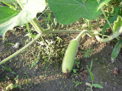 12年 大長夕顔 おおながゆうがお 酔いどれ百姓 野菜作り 奮闘記