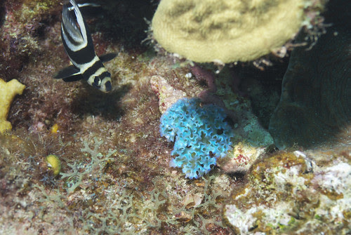 Drum fish w nudibranch by actor212